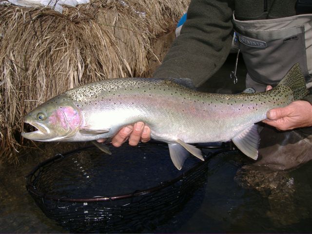 2008februarytrinityflyfishing009.jpg