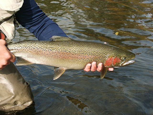 trinitysteelhead.jpg